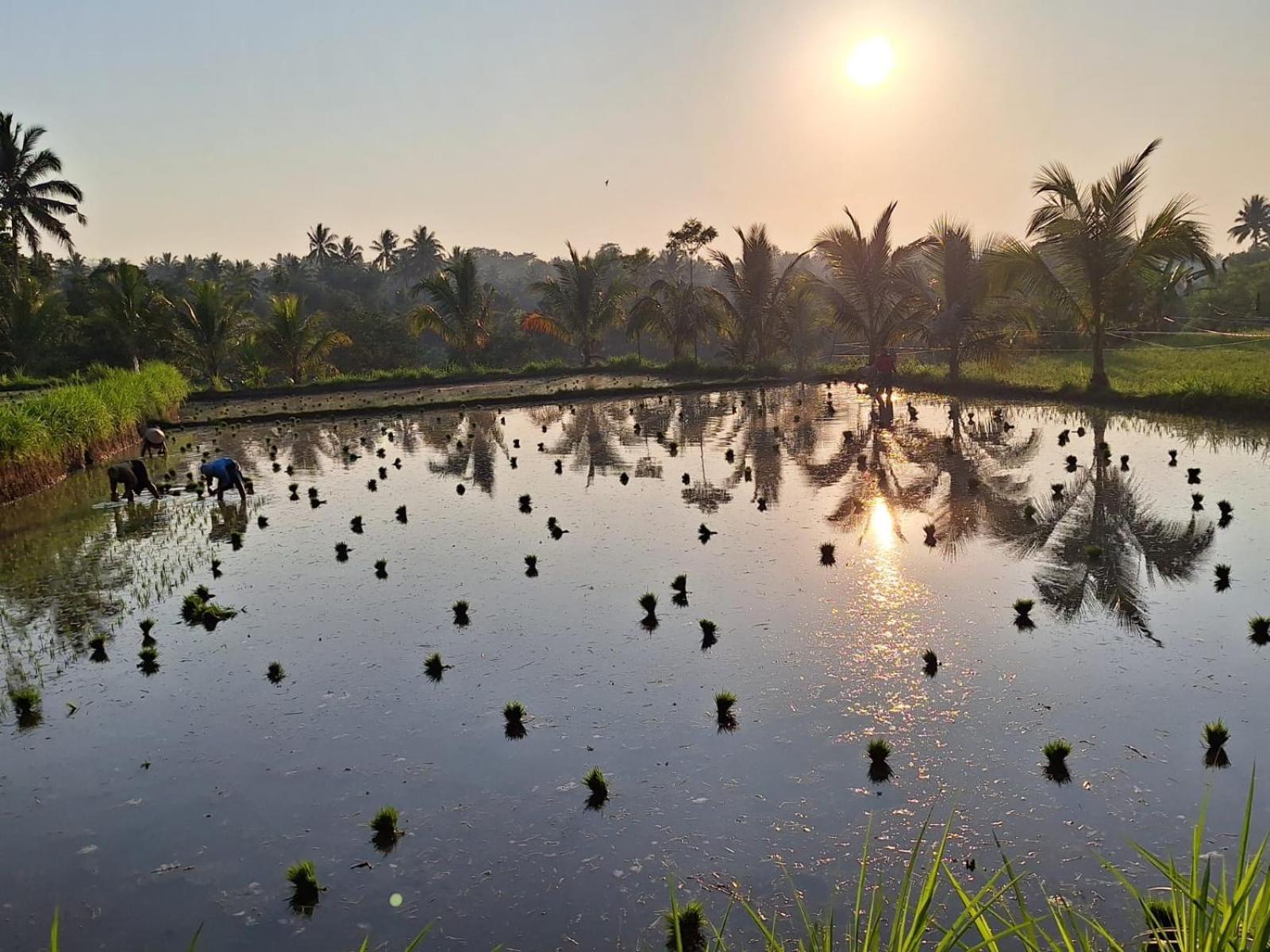 Bunga Maliq Bungalow Lombok Tetebatu Phòng bức ảnh