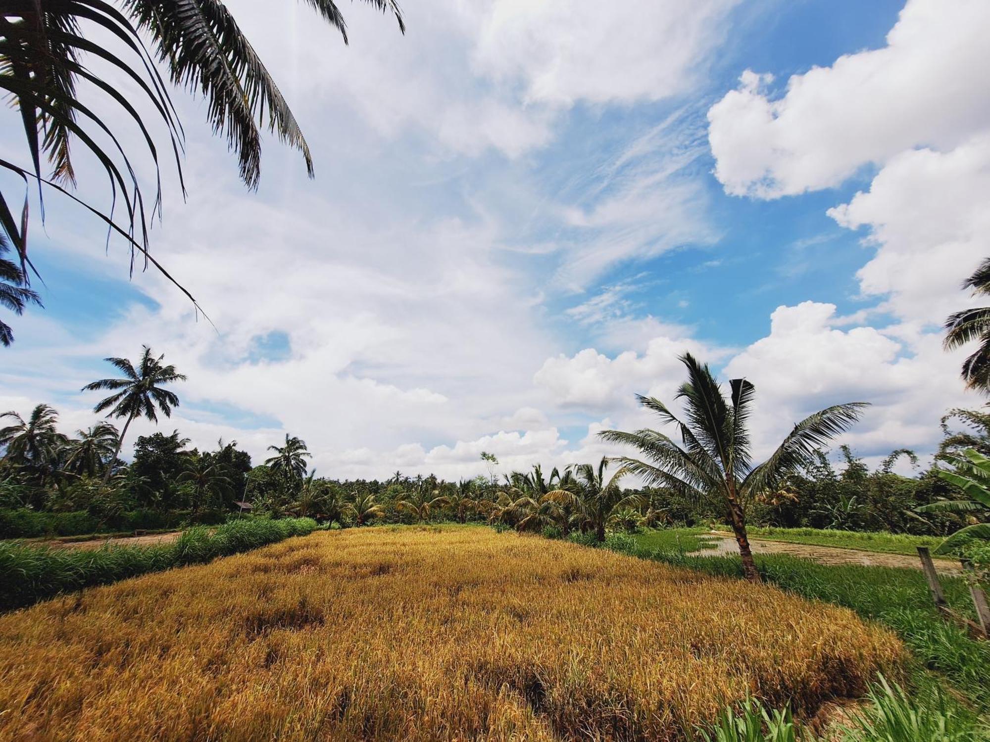 Bunga Maliq Bungalow Lombok Tetebatu Ngoại thất bức ảnh
